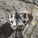 J01_2399 Melanargia occitanica.JPG